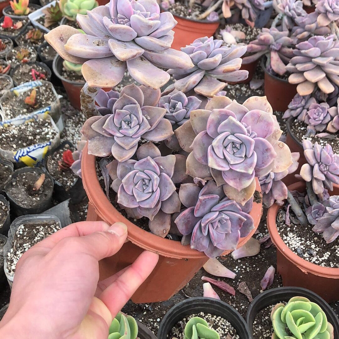 新款多肉植物直供摆地摊紫乐老桩悬崖群生大肉肉植物小苗叶片绿植