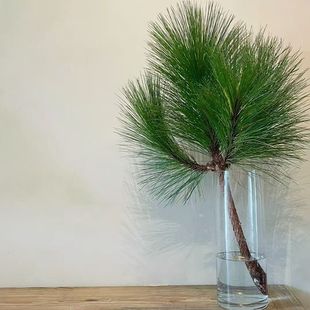 云南马尾松现采松枝净化空气松塔插花diy手工制作材料