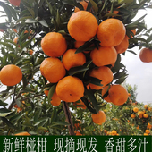 包邮 正宗新鲜椪柑现摘现发湖北清江碰柑当季 孕妇水果芦柑橘子整箱