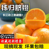橙子新鲜水果湖北秭归脐橙纽荷尔脐橙当季 现摘孕妇榨汁手剥橙10斤