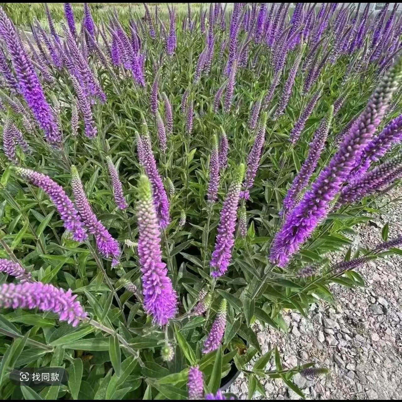 【碎花婆婆纳】一加仑盆栽苗紫霞仙子穗花宿根花卉庭院观花耐寒