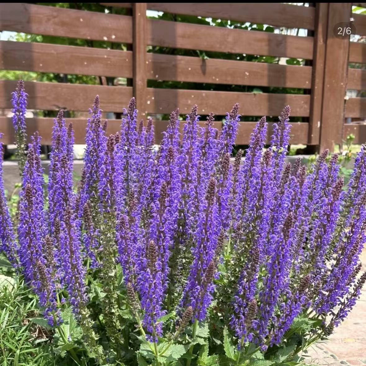 【林荫鼠尾草】1加仑大盆 蓝山鼠尾草宿根多年生庭院花园植物