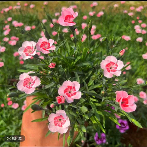 【蜜桃派】（拍6发8）石竹耐寒宿根多年生花园地栽植物