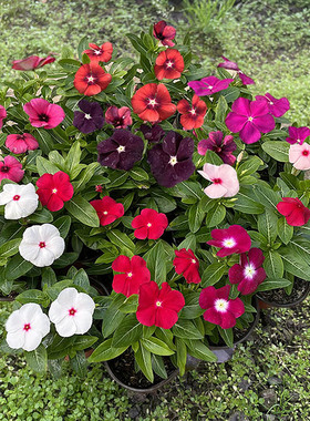 长春花天天开盆栽四季观花五叶梅花苗带花苞发货阳台窗台客厅庭院