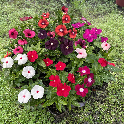 长春花天天开盆栽四季观花五叶梅花苗带花苞发货阳台窗台客厅庭院