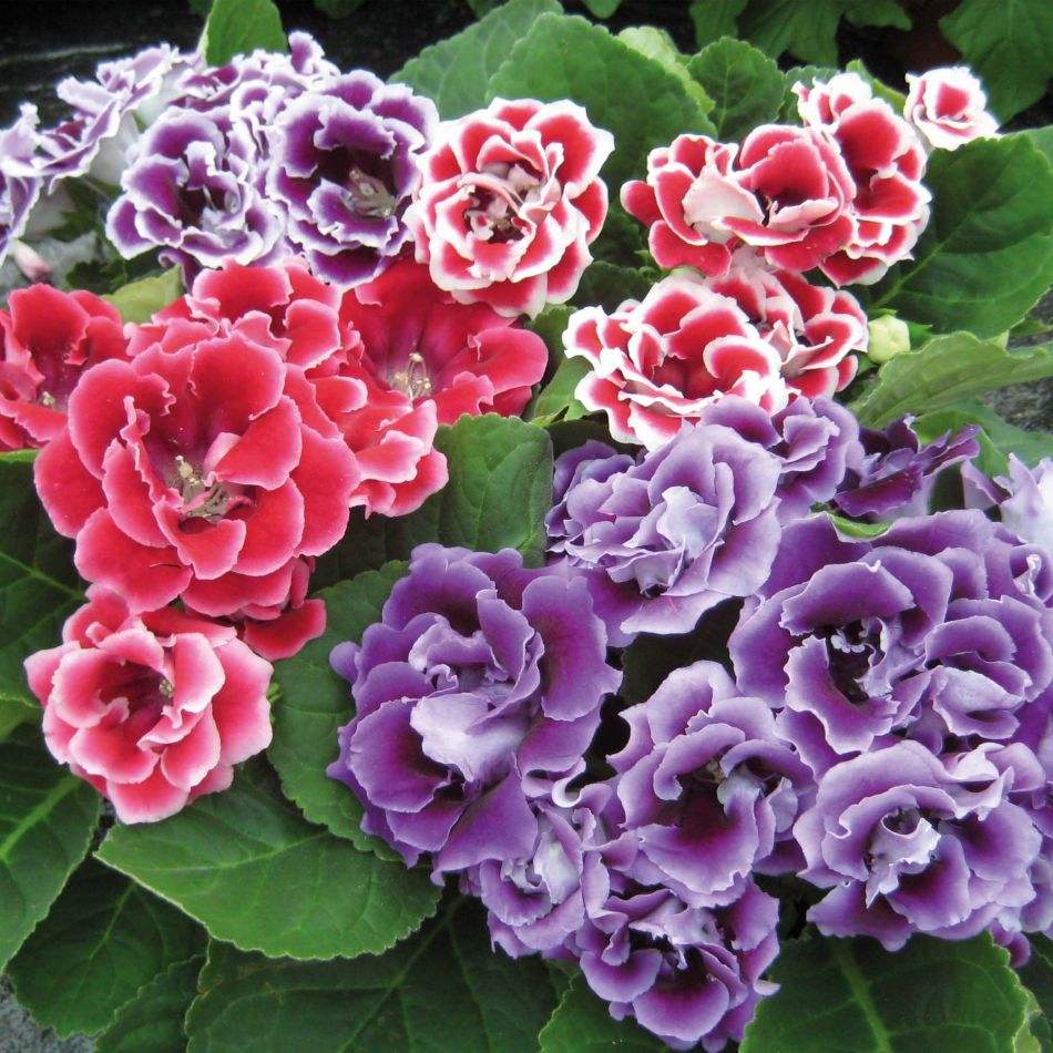 重瓣大岩桐花苗富贵芙蓉花卉室内观赏盆栽带花苞基地直发四季开花