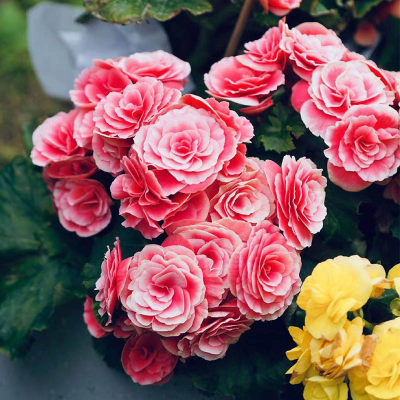 盆栽花卉丽格海棠玫瑰海棠四季海棠花苗重瓣客厅带花发货包邮 虎窝淘