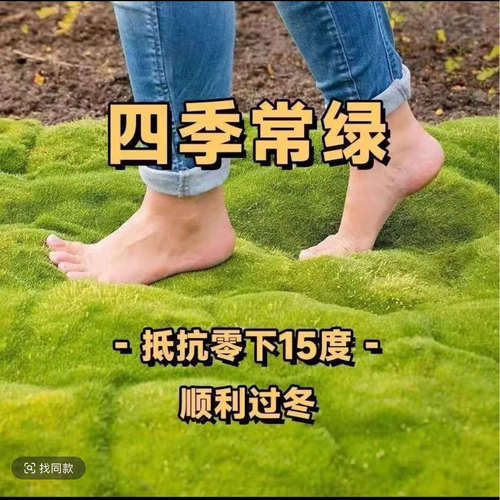 【爱尔兰珍珠草】（拍6发8）四季常绿草坪多年生耐寒耐旱庭院盆