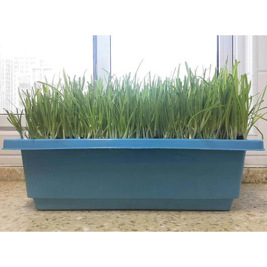 南宫市特产黄韭盆景盆栽种植阳台露台蔬菜