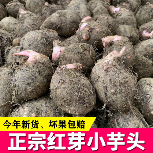 广西红芽芋头新鲜粉糯红嘴芋仔