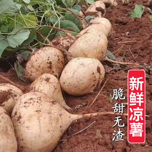 广西凉薯新鲜现挖现发带泥发货脆甜无渣农家地萝卜小果白地瓜沙葛