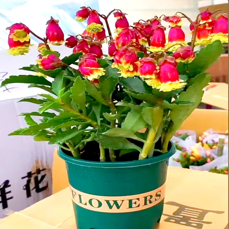 重瓣宫灯长寿花苗盆栽绿植室内带花苞阳台倒挂金钟四季开花多年生