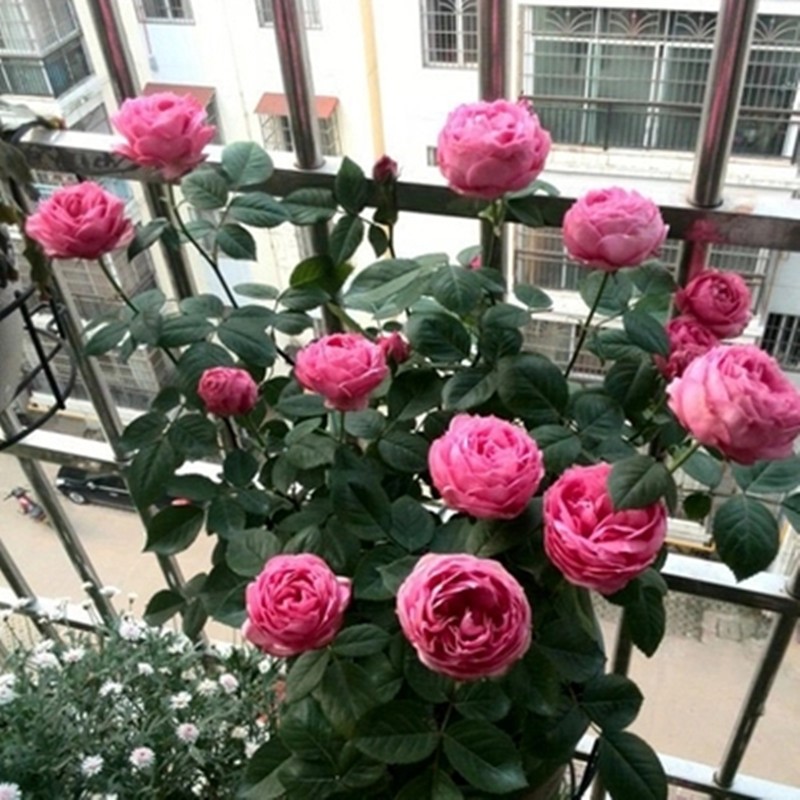 京 日本微型 月季四季勤花粉色包子开花机器耐热耐寒庭院阳台绿植