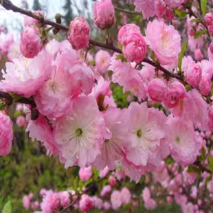 重瓣榆叶梅树苗丰花勤花耐寒丛生梅花树苗阳台庭院盆栽地栽花苗