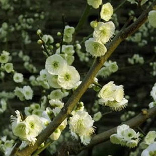 耐寒植物绿梅花树苗梅花盆景树苗绿萼梅花阳台庭院高档树苗浓香型