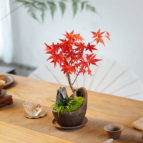 日本红枫盆景三季红树苗红舞姬老桩树苗桌面盆栽绿植耐寒观叶植物