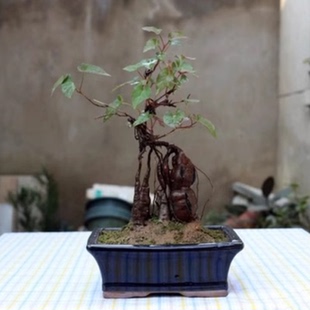 何首乌盆栽苗何首乌盆景观叶植物何首乌野生种植可爬藤可食用植物