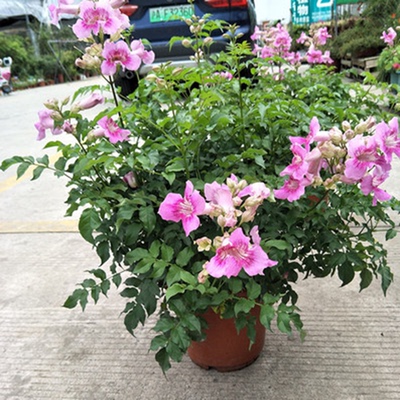 粉色非洲凌霄花苗爬藤植物四季开花阳台庭院绿植紫芸藤大苗多季花