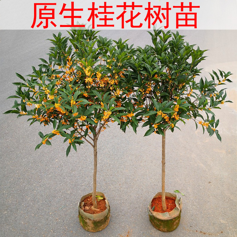 桂花树苗四季桂大型花卉八月庭院原生高杆金丹天香台阁沉香地盆栽