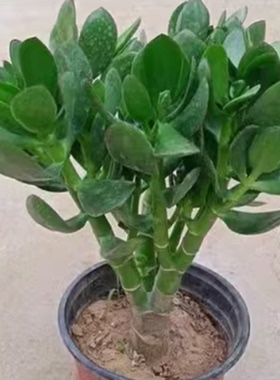 玉树盆栽老桩多肉植物燕子掌四季常青桌面办公室绿植耐旱盆栽绿植
