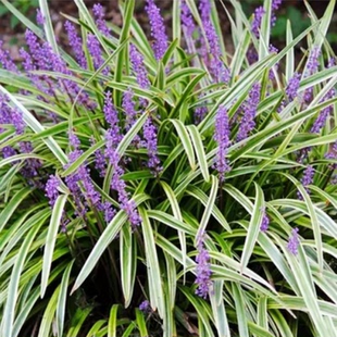 金边麦冬草别墅庭院高档绿化专用草坪四季常青阔叶草耐寒沿阶草苗