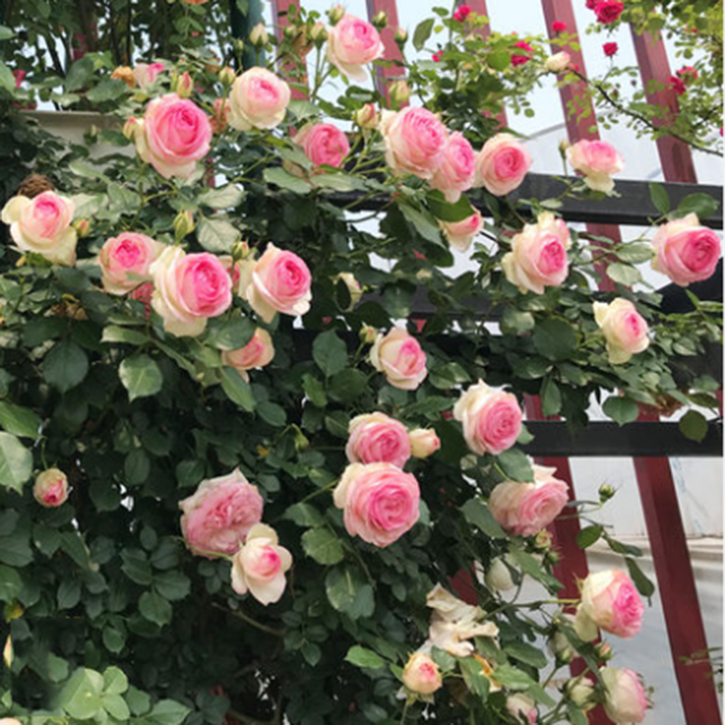 爬藤月季粉色龙沙宝石藤本蔷薇花苗爬藤植物庭院攀援植物大花浓香