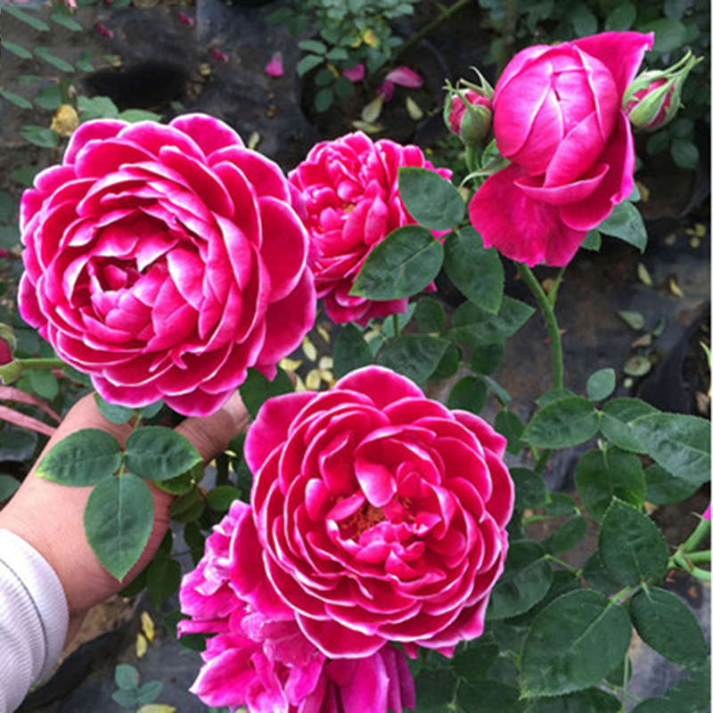 日本玛丽月季玫瑰花苗室内外阳台庭院花园多季开花绿植灌木盆栽苗,鲜花速递/花卉仿真/绿植园艺,土壤覆盖物,淘宝优惠券,粉丝福利购,淘宝优惠卷