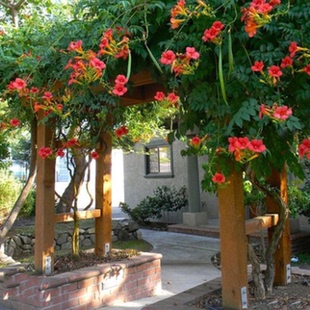 耐寒美国大红色凌霄花苗爬藤攀援庭院植物室外别墅绿化花卉老桩苗