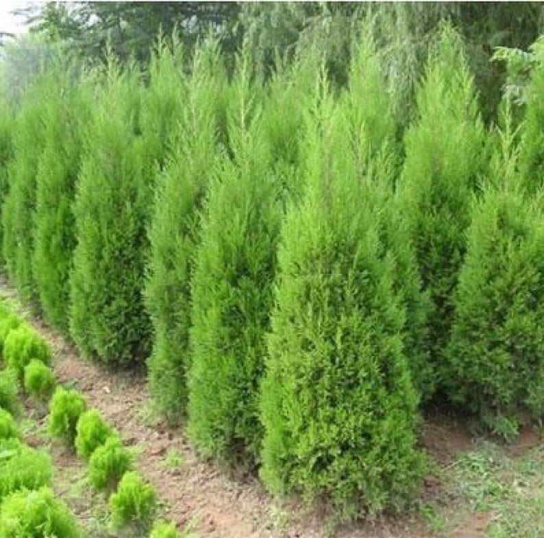 柏树苗塔柏树苗 蜀桧 塔松 侧柏龙柏 宝塔松墓地松树苗四季青松树