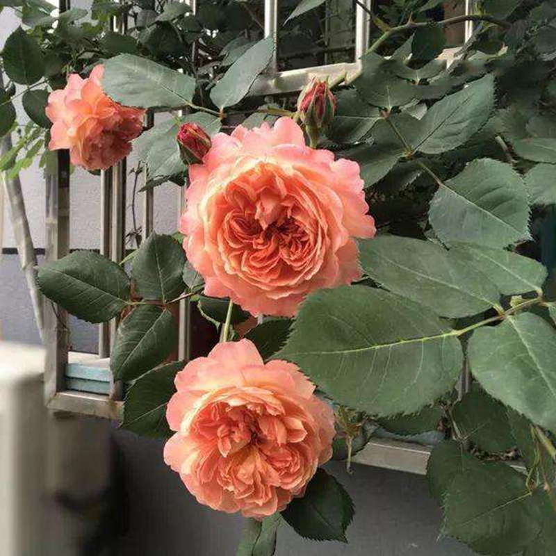 浓香灌木月季苏韦尔西尼大苗丰花灌木四季开玫瑰花苗花量大抗病强