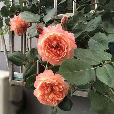 浓香灌木月季苏韦尔西尼大苗丰花灌木四季开玫瑰花苗花量大抗病强