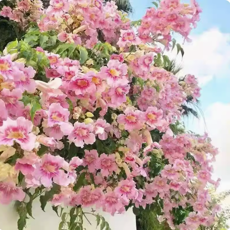 粉色凌霄花苗户外爬藤植物盆栽阳台花园庭院地栽炮仗花卉树苗绿植