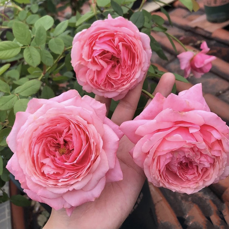 欧月大花浓 香女人遗产回忆传世芳华月季花阳台庭院 粉色丰花多头