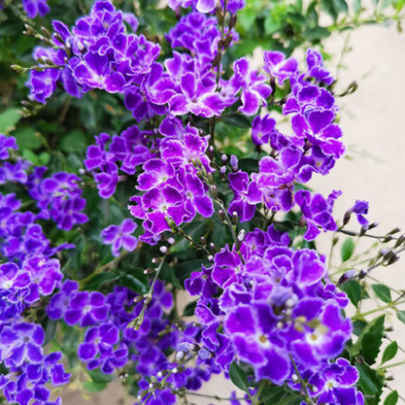 蕾丝金露花巧克力花卉连翘花盆栽地栽阳台四季室内观花多年生植物