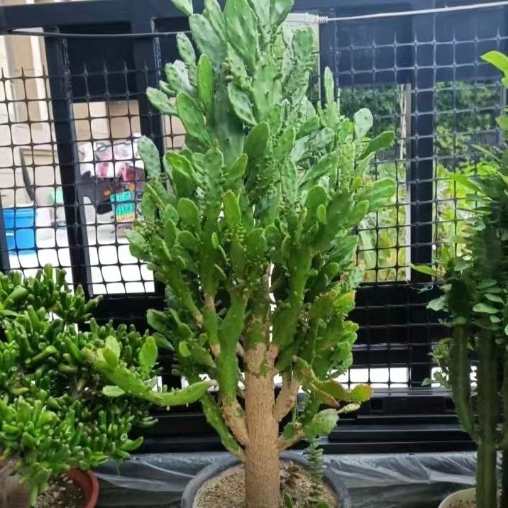 阳台办公桌简单易活造型小盆景