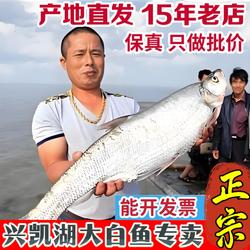 密山淡水鱼类兴凯湖大白鱼东北特产黑龙江淡水鱼类鲜活三花五罗鱼