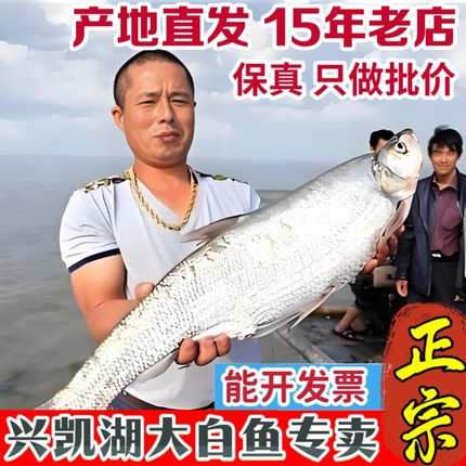 密山淡水鱼类兴凯湖大白鱼东北特产黑龙江淡水鱼类鲜活三花五罗鱼