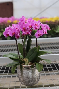 仅限上海 日本椎名彩色迷迪蝴蝶兰母亲节送礼桌面花卉高档礼品