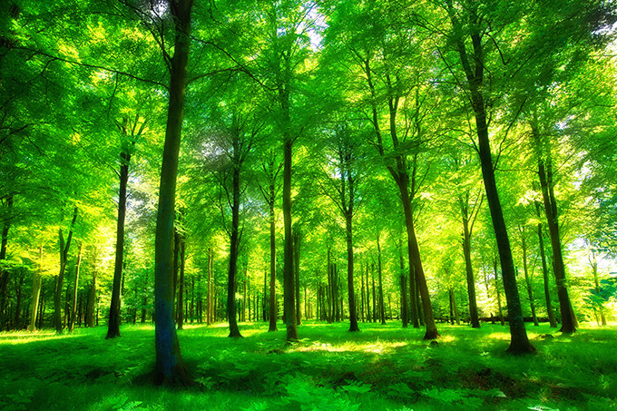 风景画茂盛树林森林海报定做自然风景大挂画装饰阳光树木墙画3947