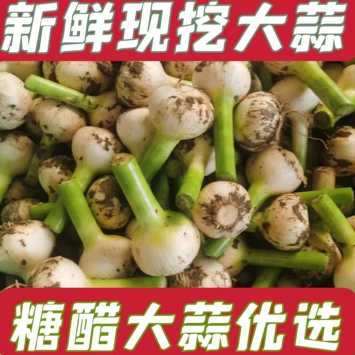 2025年东北新鲜大蒜现挖现发糖醋蒜腌制大蒜头农家自种蔬菜