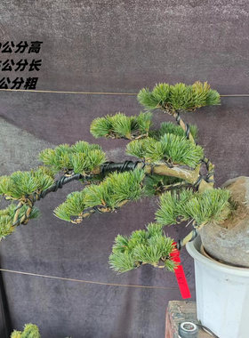 造型五针松日本小苗大阪松盆景树桩短针嫁接苗那须娘松树黑松老桩