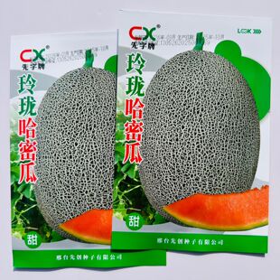 玲珑哈密瓜种子甜脆多汁薄皮高糖香瓜种籽薄皮甜瓜种籽春秋季
