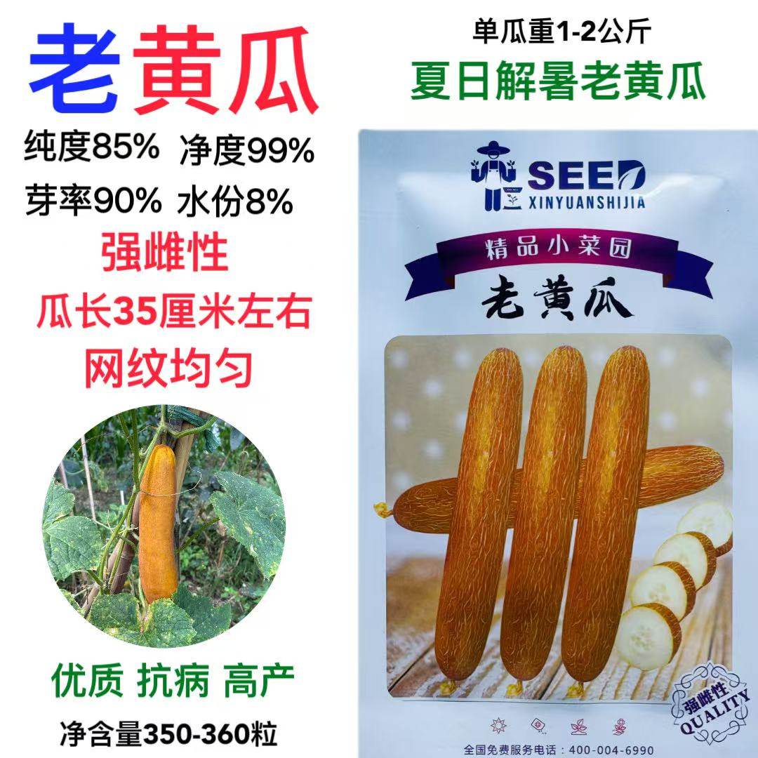 强雌性老黄瓜种子黄皮黄瓜夏日解暑杂交品种大面积用种春季蔬菜d