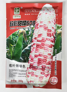 珍彩甜糯608玉米种子早熟花糯玉米种籽高产耐寒耐热杂交非转基因f