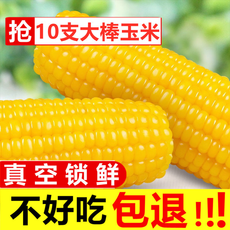 东北粘玉米甜糯玉米棒农家黏苞米黄糯玉米冷冻软糯香甜新鲜苞米棒