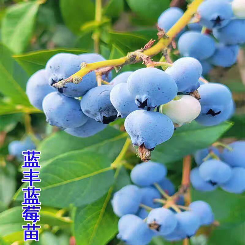 资深果农配制的有机营养土柠檬蓝莓樱桃葡萄草莓苗专用营养土包邮