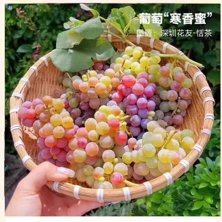寒香蜜葡萄树苗耐寒无籽葡萄苗爬藤果苗盆栽地栽当年结果南北种植