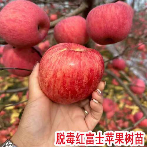 红富士苹果树果苗嫁接苹果树大树庭院盆栽地栽南北方种植当年结果