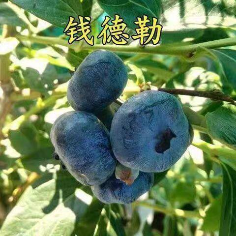 北高丛钱德勒蓝莓苗室外地栽盆栽果树苗南方北方四季种植当年结果