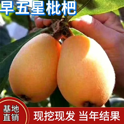 早五星枇杷苗嫁接庭院地载树